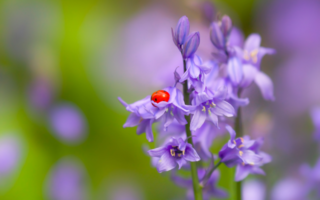 2400x1623 pix. Wallpaper bells, flowers, ladybug, insect, macro, bokeh, nature, ladybird