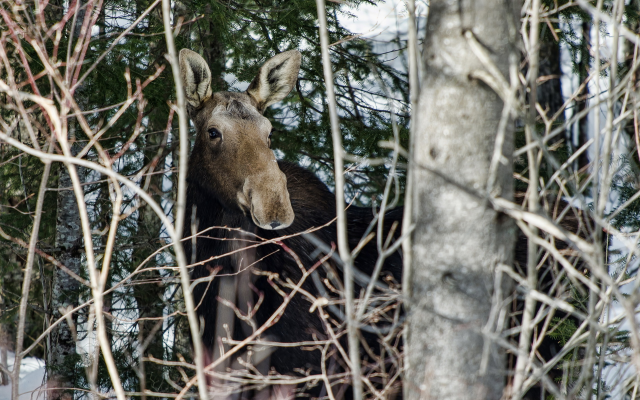 1920x1200 pix. Wallpaper elk, forest, nature, animals