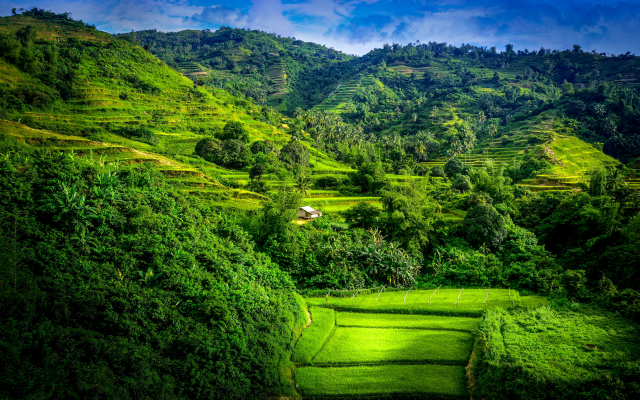 5041x3000 pix. Wallpaper rice terraces, landscape, forest, field, nature, summer