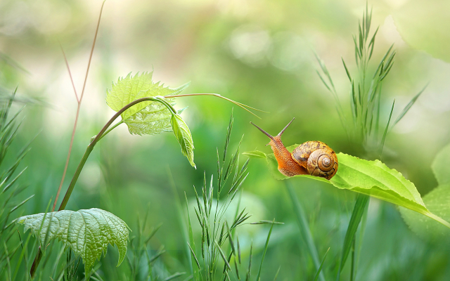 2048x1179 pix. Wallpaper summer, grass, snail, close-up, nature
