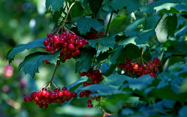 2560x1440 pix. Wallpaper berry, food, summer, nature