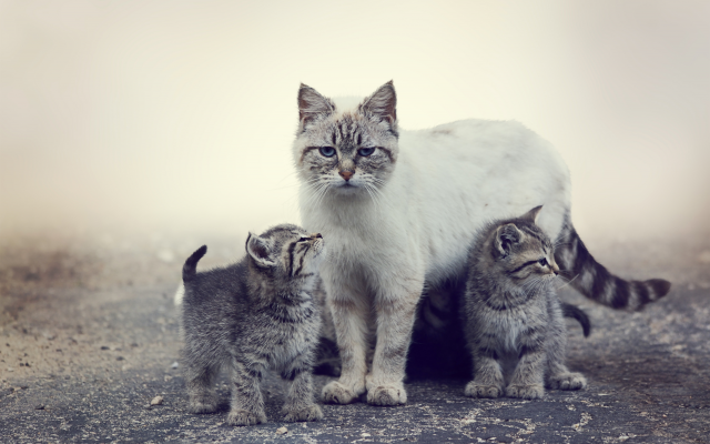 3300x2400 pix. Wallpaper cat, kittens, animals, cats family