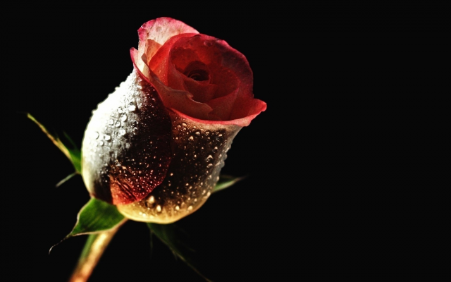 1920x1080 pix. Wallpaper dew, dark rose, flowers, rose, bud, drops