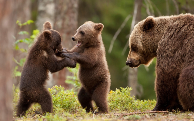 1920x1080 pix. Wallpaper bear, animals, mama bear and cubs, cub