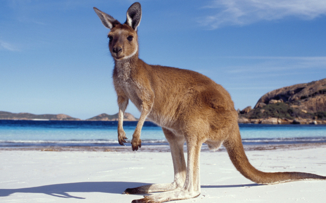 1920x1080 pix. Wallpaper kangaroo, beach, ocean, animals