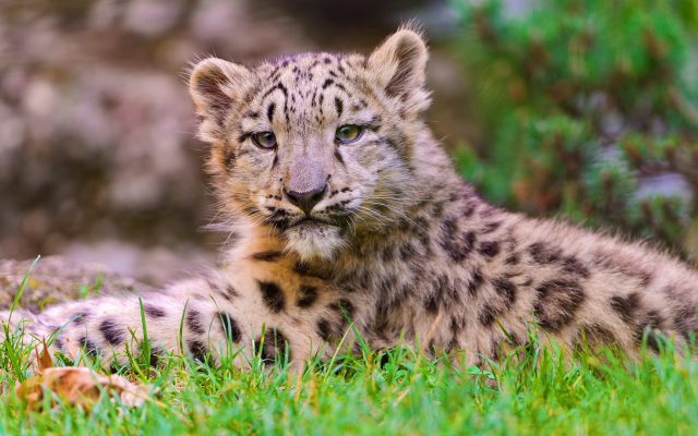 4000x2198 pix. Wallpaper leopard cub, leopard, animals, whiskers, grass