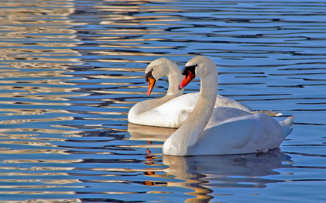 1920x1080 pix. Wallpaper swan, lake, bird, animals, water