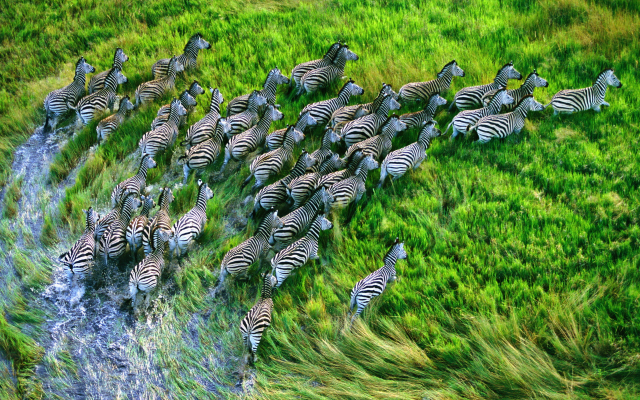 3200x2000 pix. Wallpaper zebra, animal, nature, running, grasslands