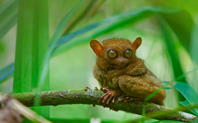1920x1080 pix. Wallpaper philippine tarsier, tarsier, animal, primate, huge eyes