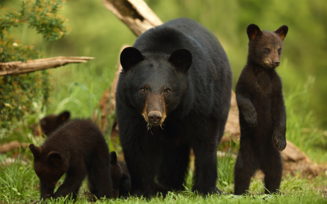 2048x1365 pix. Wallpaper american black bear, ursus americanus, bear, cub, family, animals