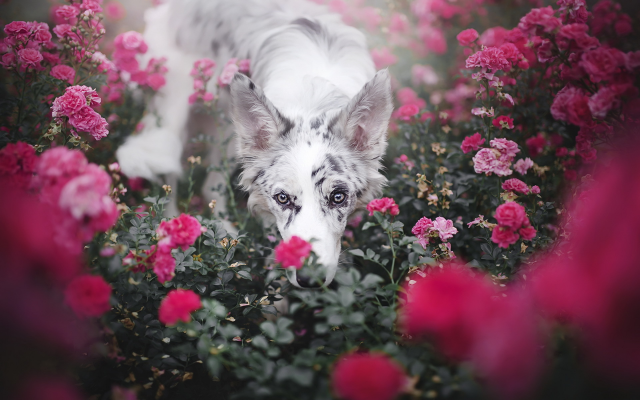 1920x1281 pix. Wallpaper dog, animals, friend, flowers, roses