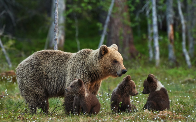 4140x2752 pix. Wallpaper bears, bear, bears family, brown bear, forest, animals, bear cubs