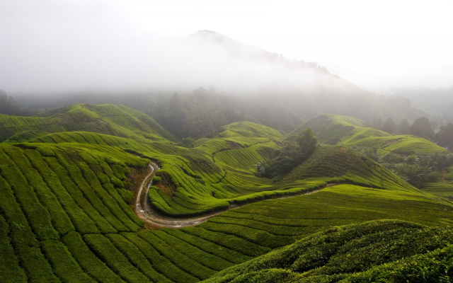 1920x1200 pix. Wallpaper cameron highlands, malaysia, fog, hills, mountains, grass, nature
