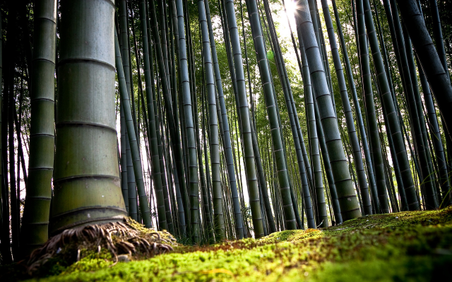 2560x1600 pix. Wallpaper nature, trees, bamboo, forest