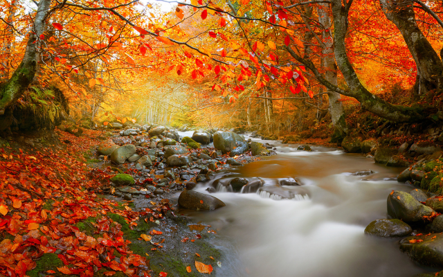 1920x1080 pix. Wallpaper nature, autumn, romania, forest, tree, creek, leaves, stones, leaf, stream