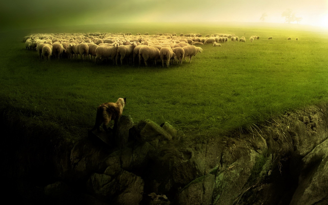 1920x1080 pix. Wallpaper herd, shepherd, greenery, wolf, animals