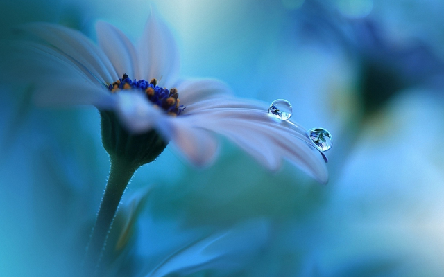 1920x1200 pix. Wallpaper flower, droplets, dew, petals, macro, nature
