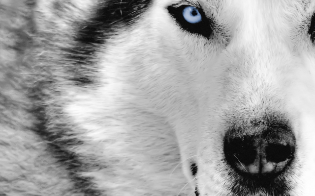 1920x1080 pix. Wallpaper wolf, animals, wild animals, eyes, nose