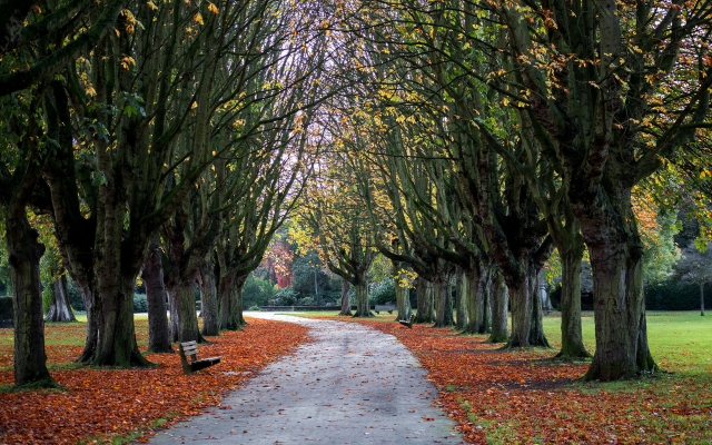 1920x1200 pix. Wallpaper park, oxford, cowley, autumn, tree, alley, nature