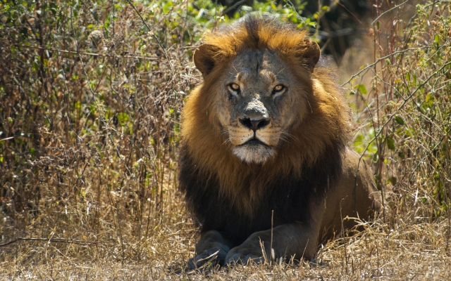 1920x1200 pix. Wallpaper savanna, lion, predator, animals