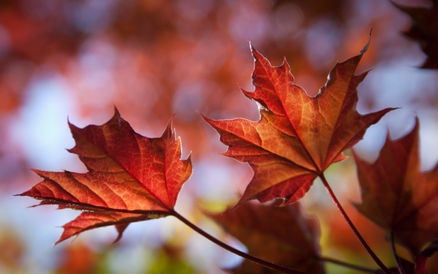 6002x3812 pix. Wallpaper leaves, autumn, maple leaves, maple, nature