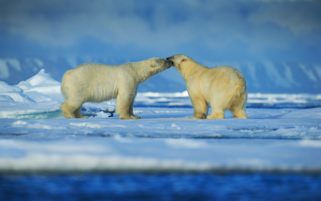 6000x4000 pix. Wallpaper bears, polar bear, winter, snow, couple, animals
