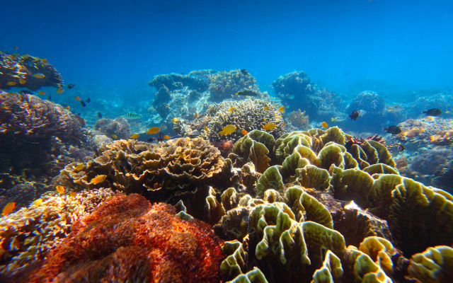 3600x2400 pix. Wallpaper coral reef, coral, underwater, nature, fish