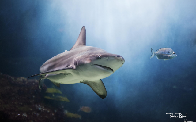 2048x1365 pix. Wallpaper shark, underwater, predator, fish