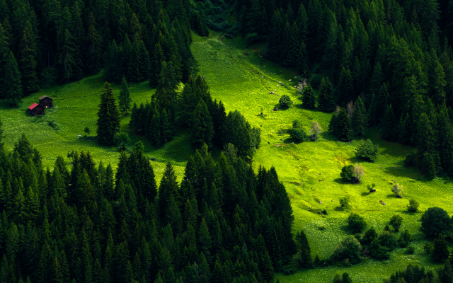 4350x2500 pix. Wallpaper switzerland, forest, meadow, fir, nature