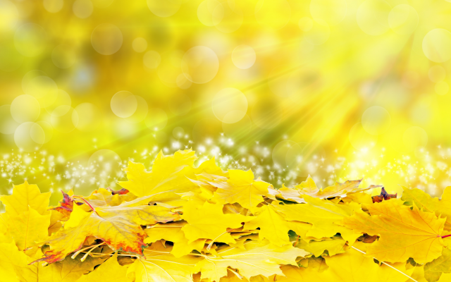 4516x3014 pix. Wallpaper autumn, leaves, yellow, glare, leaf