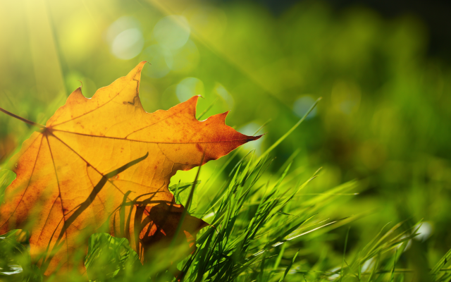 6000x4000 pix. Wallpaper autumn, leaves, grass, nature, maple leaf