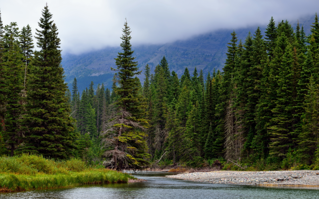 7680x4320 pix. Wallpaper forest, spruce, nature, mountains, river, canada