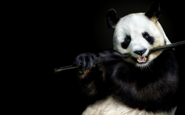1920x1080 pix. Wallpaper musician, panda bear, panda, flute, animals