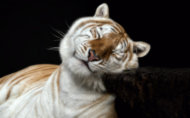 1920x1080 pix. Wallpaper tiger, wild cat, animals, zoo