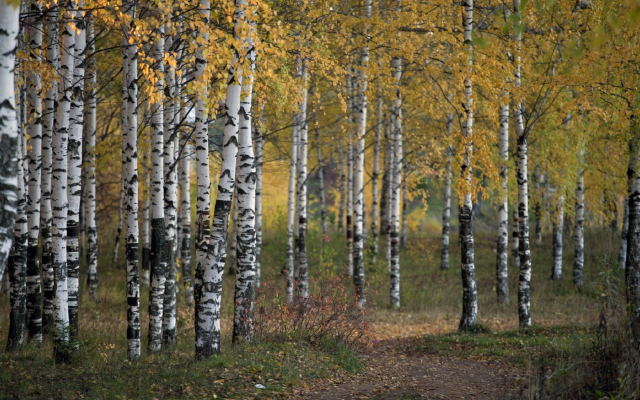 1920x1192 pix. Wallpaper birch, grove, autumn, forest, nature