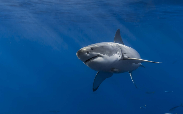 2048x1317 pix. Wallpaper shark, underwater, white shark, sea, animals
