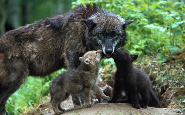 1920x1280 pix. Wallpaper wolf, baby wolf and mom, animals