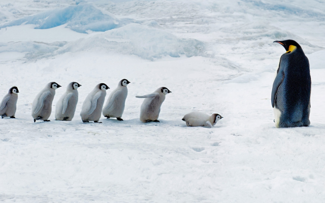 1920x1080 pix. Wallpaper penguin, bird, animals, winter, snow, ice