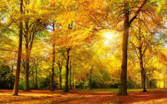 1920x1200 pix. Wallpaper forest, autumn, park, tree, leaf