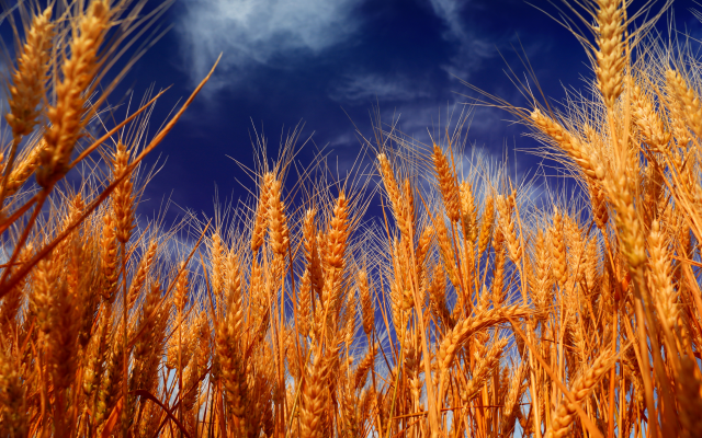 4500x3000 pix. Wallpaper wheat, ears, nature, field