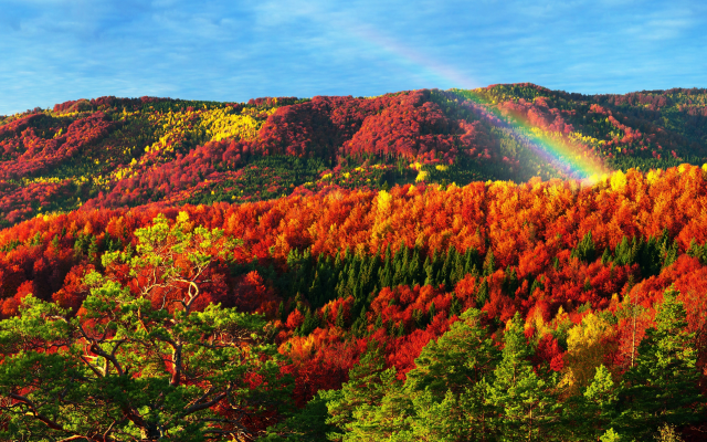 5000x2949 pix. Wallpaper carpathian mountains, autumn, forest, rainbow, nature, transcarpathia, tree