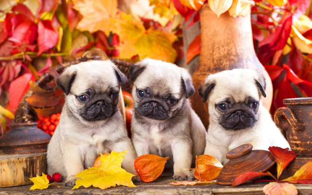 2560x1706 pix. Wallpaper puppies, puppy, autumn leaves, three pug, dog, animals, pugs