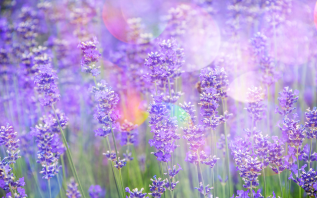 4195x2800 pix. Wallpaper flowers, lavender, nature, field