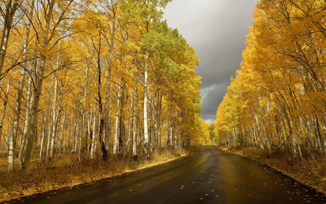 2048x1367 pix. Wallpaper birch, road, yellow foliage, autumn, fall, leaf, nature