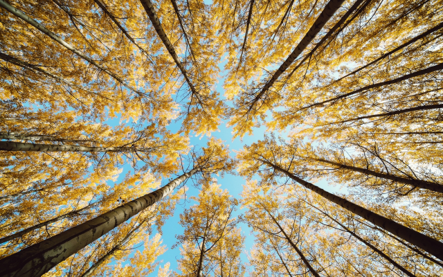 2048x1365 pix. Wallpaper autumn, tree, branch, park, sky, nature