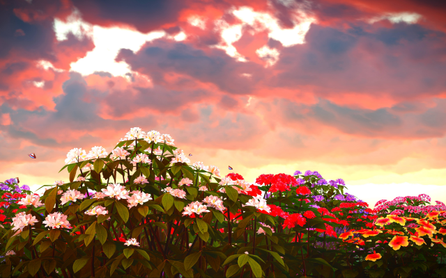 6800x3825 pix. Wallpaper phlox, clouds, flowers, nature, sunset
