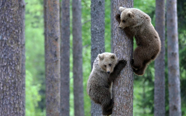 1920x1200 pix. Wallpaper forest, bears, tree, teddy-bears, brown bear, animals