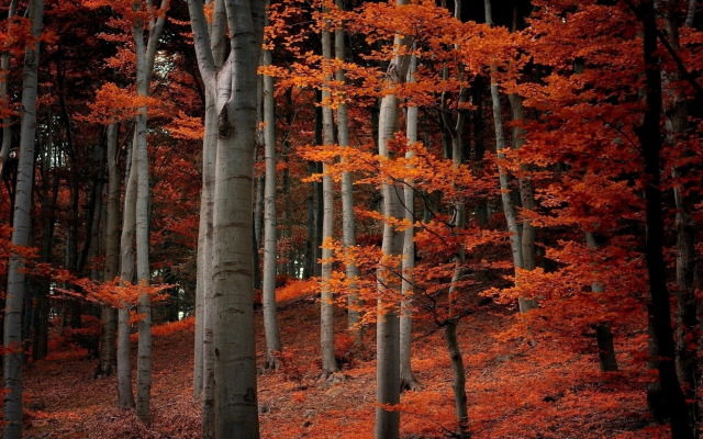 1920x1080 pix. Wallpaper forest, tree, leaves, autumn, nature