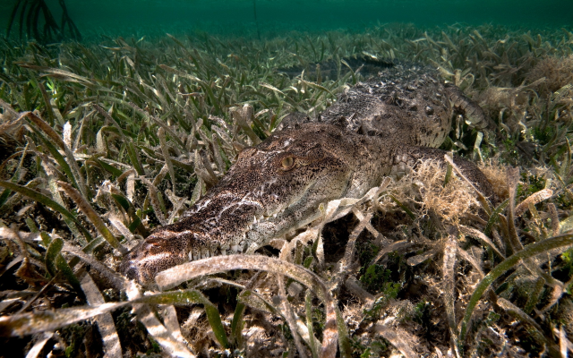 1920x1200 pix. Wallpaper crocodile, algae, underwater, animals