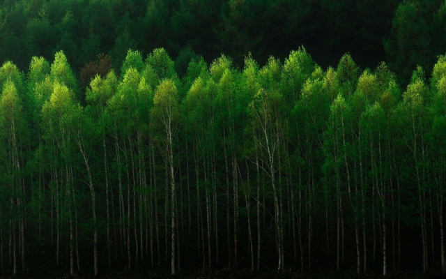1920x1083 pix. Wallpaper nature, tree, beautiful, birch